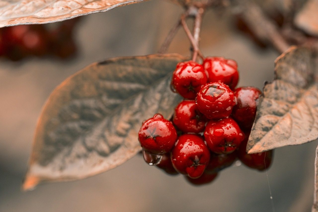 Čerstvé ingredience na dřevěné desce v přírodním prostředí